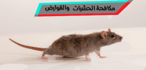 istockphoto-1437427847-2048x2048 » مكافحة الحشرات مكافحة الحشرات والقوارض